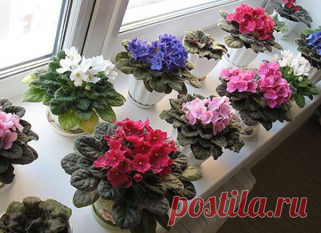 Размножение растений делением