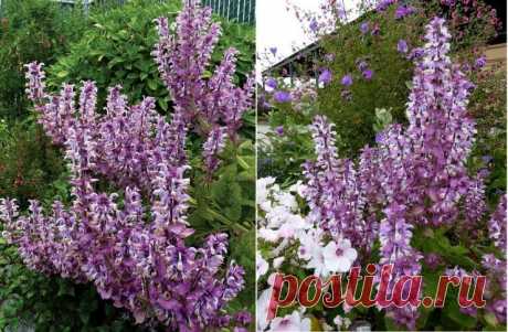 Удивительный шалфей мускатный: полезные свойства и выращивание | Антонов Сад | Яндекс Дзен