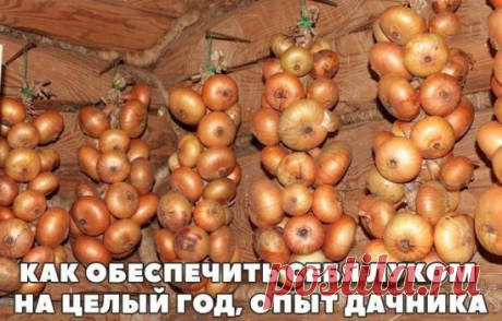 КАК ОБЕСПЕЧИТЬ СЕБЯ ЛУКОМ НА ЦЕЛЫЙ ГОД, ОПЫТ ДАЧНИКА
Секрет первый.
Лук не любит глинистой почвы, если у Вас таковая, нужно на грядку обязательно насыпать песка, торфа, все перемешать. А еще нужна слабощелочная почва, если у вас кислая, обязательно с осени ( весной это делать поздно) нужно внести доломитовую муку для раскисления.
Секрет второй.
При посадке севка нужно опустить его на минут 10-20 в раствор марганцовки для обеззараживания посадочного материала.
Секрет третий.
Затем нужн
