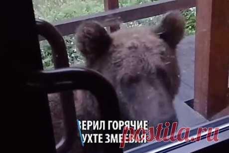Прогулка вышедшего к горячим источникам в Бурятии медведя попала на видео. Медведь вышел к горячим источникам и прошелся по территории курорта в Бурятии, сразившись по пути с информационным стендом. Прогулка медведя попала на видео, кадры опубликовали в Telegram-канале «KP.RU». Любопытное животное успело попробовать на вкус канистру и пару стаканчиков, а также заглянуть в туалет.