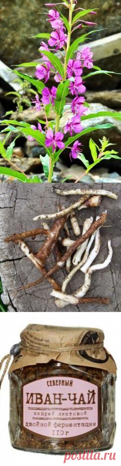 Иван-чай в народной медицине и кулинарии