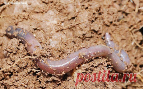 ДОЖДЕВЫЕ ЧЕРВИ - ПОМОЩНИКИ САДОВОДА