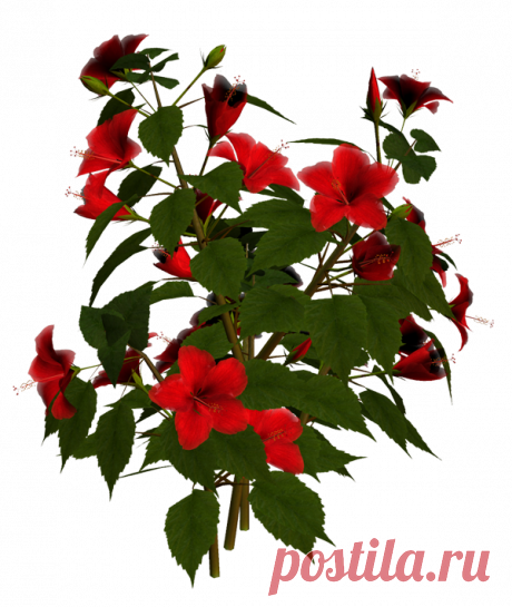 Клипарт цветы PNG