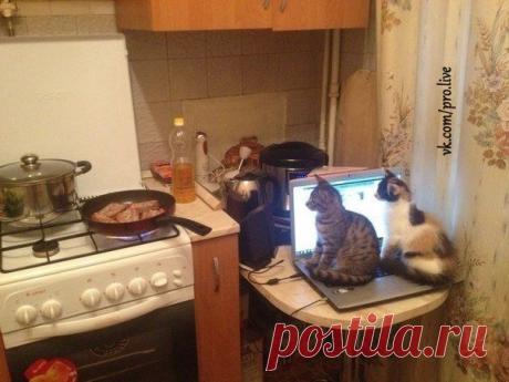 Пункт наблюдения за свиными ребрышками :) / Взлом логики