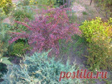 Барбарис Тунберга "Арлекин" (Berberis thunbergii "Harlequin")