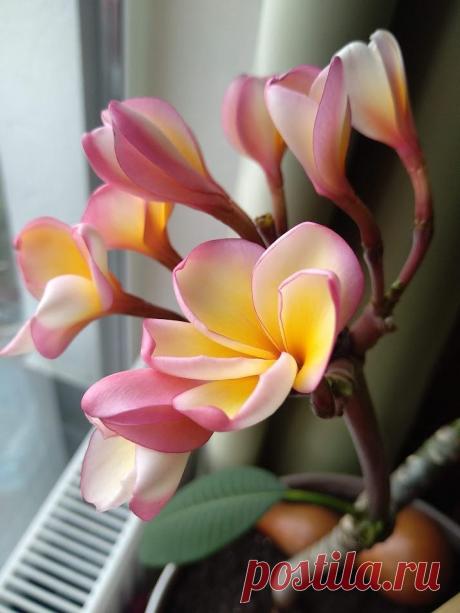 Паспорт растения: Плюмерия желто-розовая (Plumeria rubra)