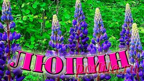 Выращиваем Люпин у себя на участке: Посадка и уход в открытом грунте - поиск Яндекса по видео