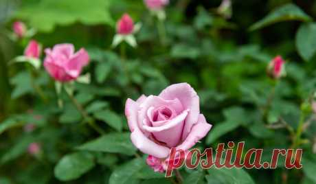 Роза Топаз: описание, фото, отзывы, посадка и уход Если вы любите классические чайно-гибридные розы, вам наверняка понравится сорт Топаз. У него традиционная форма цветка, но при этом очень необычная окраска. Флористы давно оценили его по достоинству, и, возможно, пора и нам пополнить свои розарии