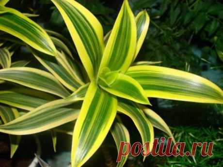 Драцена деремская и душистая: технология ухода и размножения в домашних условиях