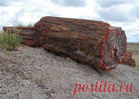 Окаменевший лес Аризоны - Путешествуем вместе