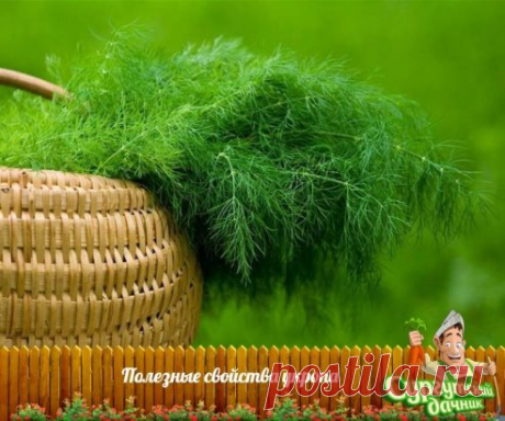 Свойства укропа
✨ Быстро удаляет спазмы сосудов желудка и кишечника, борется с бродильными и гнилостными процессами в кишечнике, уменьшает газообразования.
✨ Укроп способствует снижению артериального и внутриглазного давления, эффективен при лечении атеросклероза мозговых сосудов, головной боли, почечно- и желчнокаменной болезни.
✨ Семена укропа используют для профилактики заболеваний почек. Для приготовления настоя столовую ложку растёртых семян заливают стаканом кипятка, настаивают 10-15 м