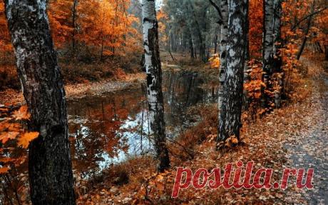 Яркие краски осени. Красивые осенние картинки Остывает мир, опускается сверху и разливается по земле осенняя грусть, застывая в ярких красках остывающей природы. Дыхание осени все холоднее, и от того загустевают яркие в начале краски, становясь г...
