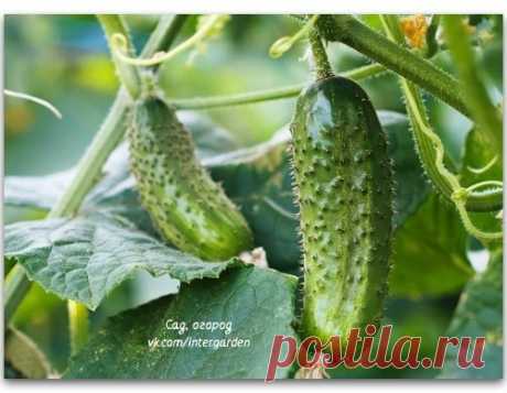 Выращиваем огурцы правильно