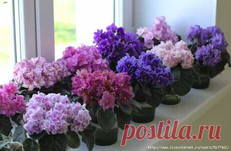 Фитильный полив фиалок – секреты успешного выращивания и пышного цветения