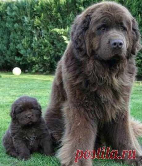 Ньюфаундленд. Мощь и доброта