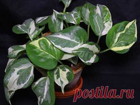 Виды и сорта сциндапсуса для выращивания дома