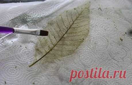 Скелетирование листьев