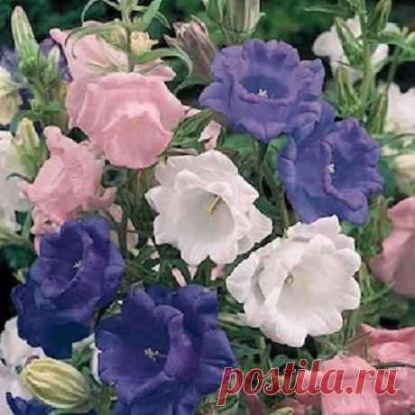 50+ Cup and Saucer Mix Campanula Canterbury Bells / Perennial Flower Seeds 50+ SEEDS...... EASY TO GROW EVERGREEN PERENNIAL. CAN BE SOWN INDOORS IN WINTER 6-10 WEEKS BEFORE YOUR REGIONS LAST FROST, TO BE TRANSPLANTED OUTSIDE IN SPRING. OR CAN BE SOWN DIRECTLY INTO THE GROUND IN SPRING, SUMMER OR FALL.CANTERBURY BELLS WERE SOME OF THE FIRST IMPORTED FLOWERS GROWN IN COLONIAL AMERICAN GARDENS. IN FACT, THEY DATE BACK TO MID-EVIL TIMES. THEY HAVE ALWAYS BEEN VALUED FOR THEIR ...