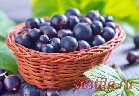 7 секретов хорошего урожая чёрной смородины