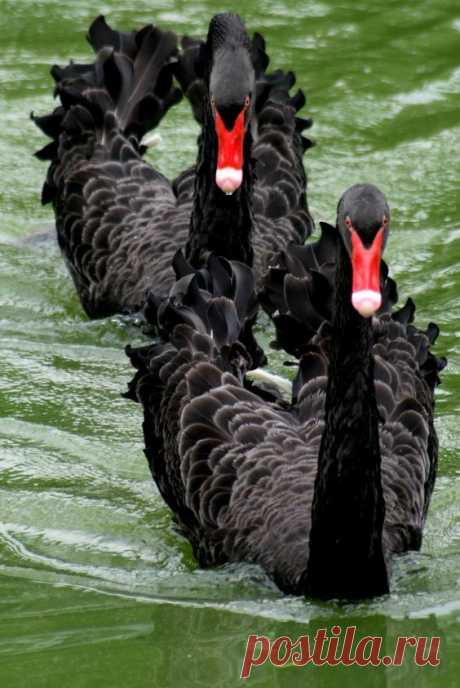 (46) Одноклассники