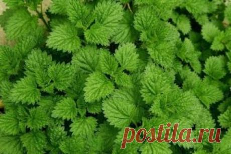 Настои из крапивы вместо ядов и пестицидов | 6 соток