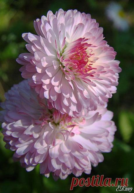 Легенды Цветочного гороскопа. Маргаритка (12 июня — 21 июня)