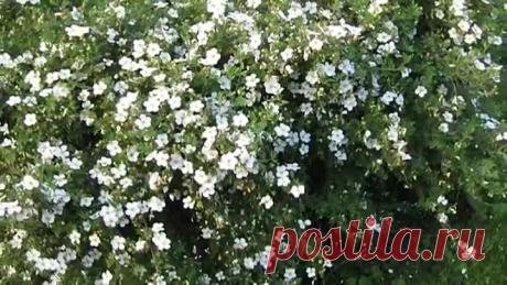 Лапчатка белая. Рецепты. Негормональное средство для щитовидки