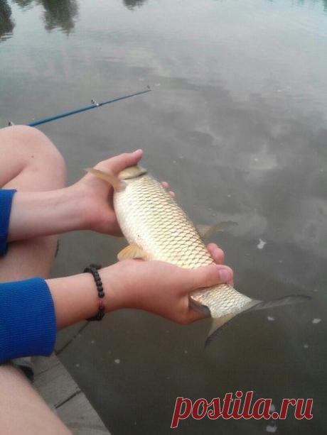 Белый амур, 1.2 кг ! / Богатая добыча