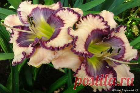 Агротехника лилейников: 6 шагов к большому успеху