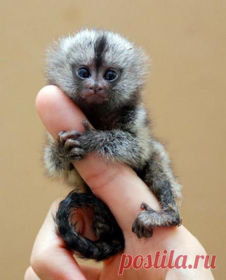 мармозетка фото: 6 тыс изображений найдено в Яндекс.Картинках