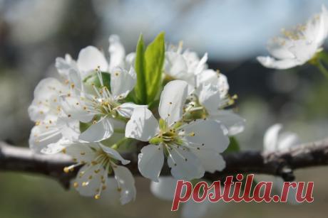 Слива цветёт