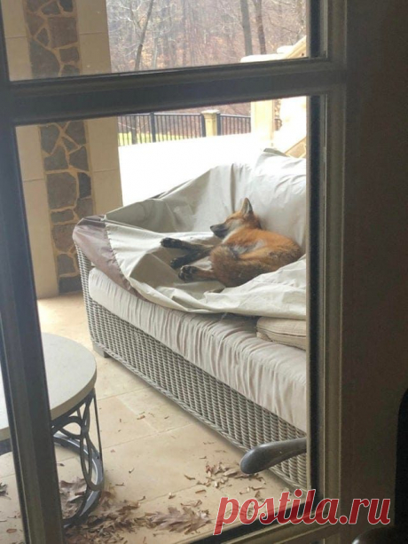 Неожиданные встречи с лисичками / Питомцы