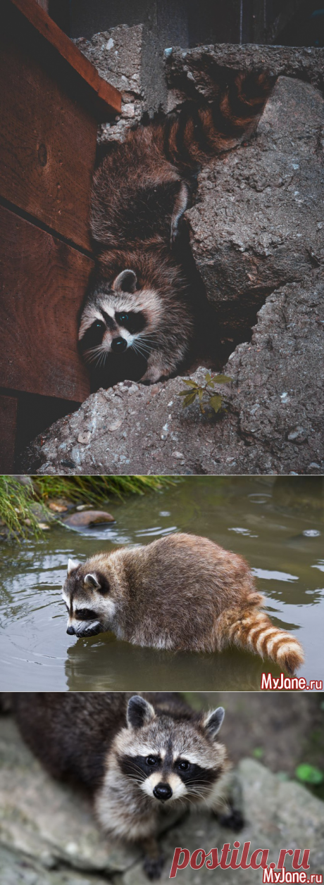 Енот - енот, енот дома, дикие животные в квартире, енот-полоскун