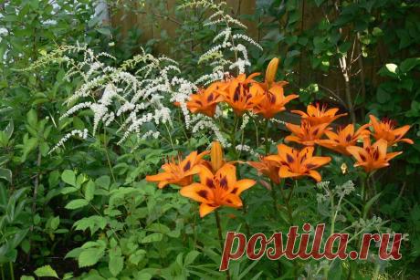 Как посадить лилии в саду ? С фото.