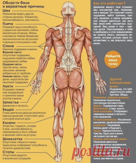 ПСИХОСОМАТИКА МЫШЕЧНЫХ СПАЗМОВ. 
Зона шеи 
Шея – очень важная область, своего рода и барьер, и мост между сознательным (голова) и бессознательным (тело). Рациональность, свойственная западной культуре, порой заставляет нас излишне полагаться на собственный разум.
Показать полностью…
