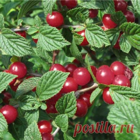 Войлочная вишня: как ухаживать за маленькой обитательницей сада