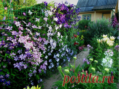 КАК И КУДА ПРАВИЛЬНО ПОСАДИТЬ КЛЕМАТИС! | OK.RU