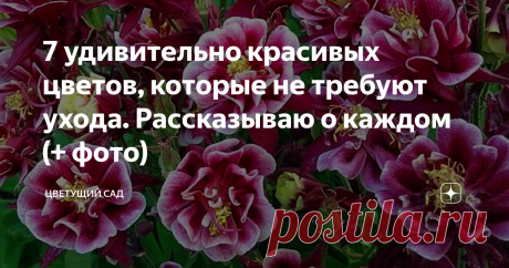7 удивительно красивых цветов, которые не требуют ухода. Рассказываю о каждом (+ фото)
