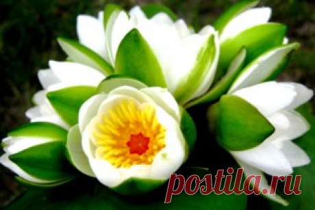 Лилии - обои на рабочий стол. Обои для андроид бесплатно.