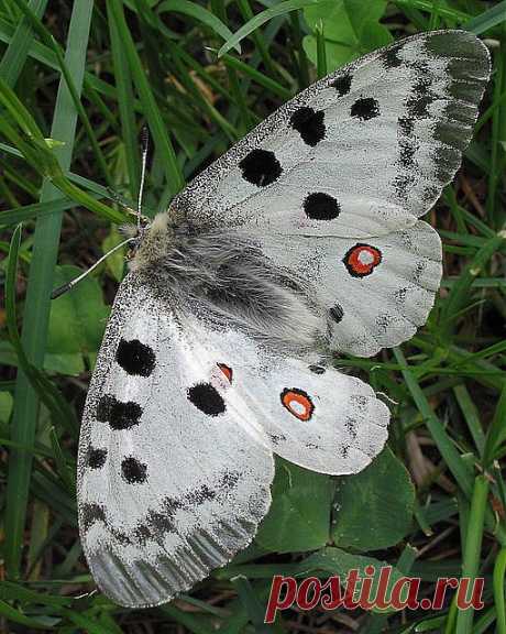 Parnassius apollo | Butterflies, Bees