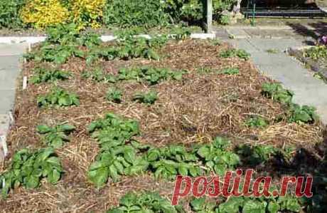 Как выращивать картофель в соломе