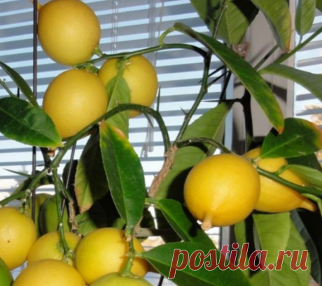 Крепкий и плодоносящий лимон дома. Выращиваем без ошибок