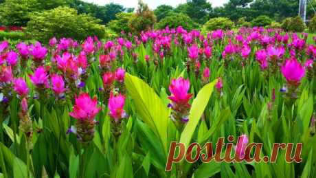 Куркума домашняя (143 фото) - фото - картинки и рисунки: скачать бесплатно