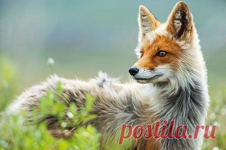 Алла Евтеева