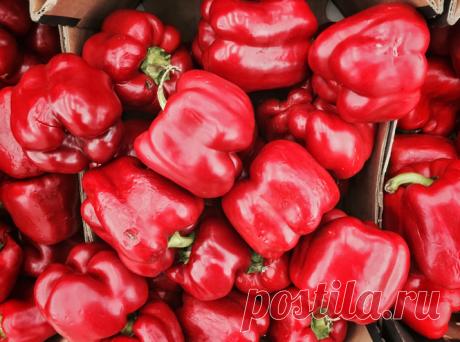 Болгарский перец — польза и вред для здоровья
