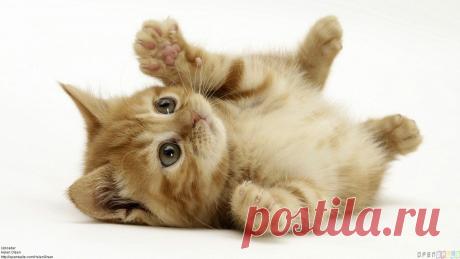 Wallpapers Baby Animals (46 Wallpapers) – Adorable Wallpapers