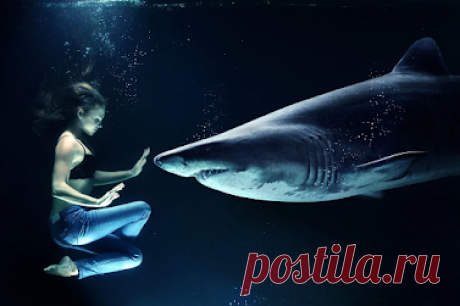 Необычное поведение акулы с конкуренткой за еду