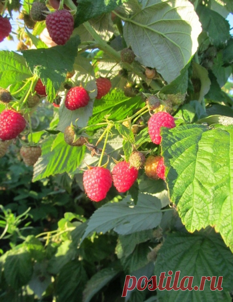 Про малину: подарили 3 ценных совета по обрезке осенью - и добрый урожай. Ягод море, крупные и сладкие: агрономы советуют | В саду у Валентинки | Дзен