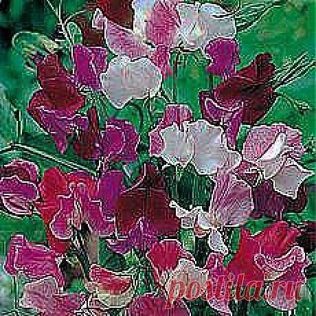 (+1) тема - Душистый горошек | ОГОРОД БЕЗ ХЛОПОТ