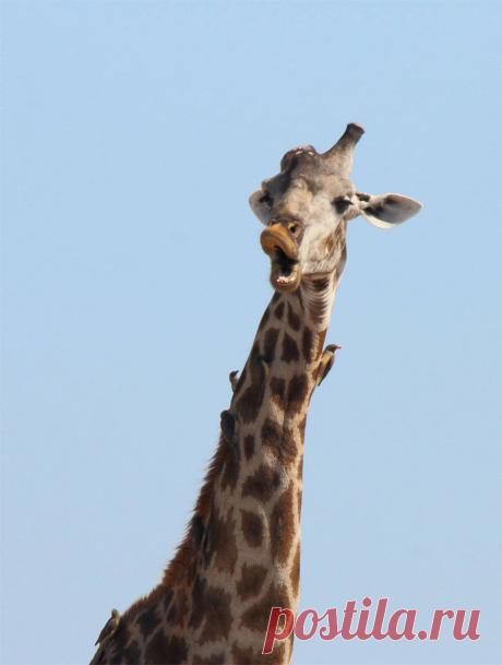 Лучшие юмористические снимки дикой природы 2016 (Интернет-журнал ETODAY)